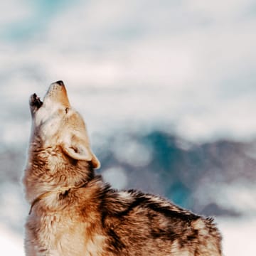 Grønland Ilulissat Iglo Lodge, Hundeslædetur, Jørgen, Slædehund