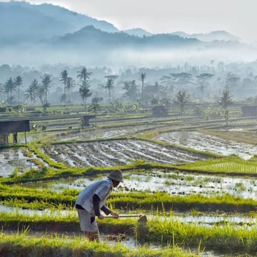 Indonesien Bali sidemen valley samanvaya ricefields