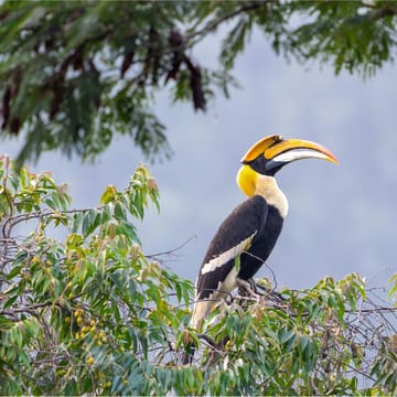 n&aelig;sehornsfugl koh yao noi