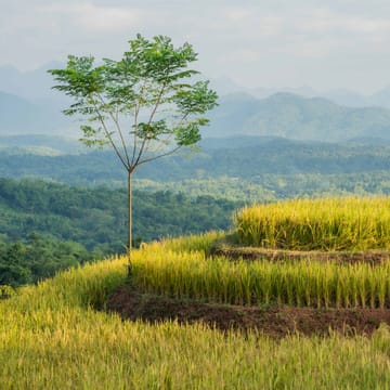 Vietnam Mai Chau Avana Retreat Rismarker