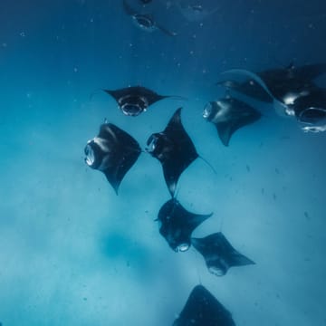maldiverne avani plus fares snorkling manta rays hanifaru bay