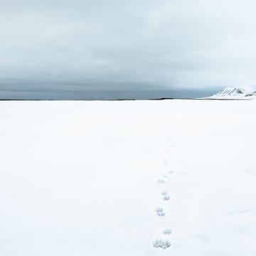 fodsporexcursion mushamna svalbard scaled