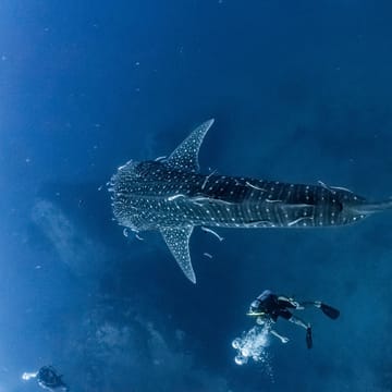 maldiverne hvalhajer