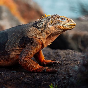 Landleguan på Galapagos – Hurtigruten ekspeditionsrejse i Ecuador