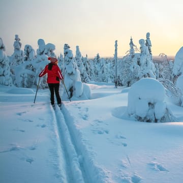 solnedgang over isklædte træer i lapland