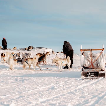 Grønland ilulisat iglo hundeslaede med joergen stu scaled lodge