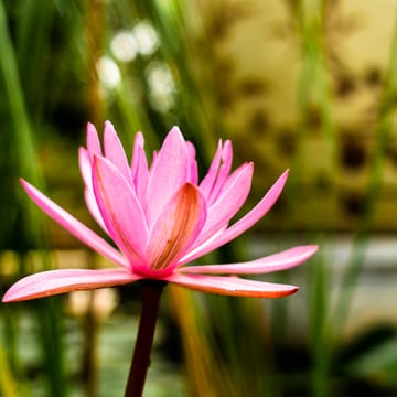 Vietnam ninh binh tam coc garden flower