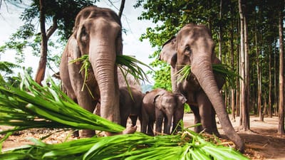 elefanter-i-thailand-i-elephant-hills