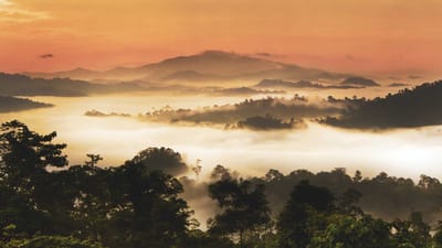 Borneo sabah danum dalen