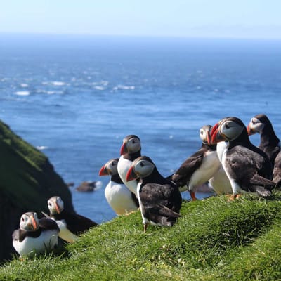 Færøerne, Mykines, Udflugt, Søpapegøjer, Atlanterhavet
