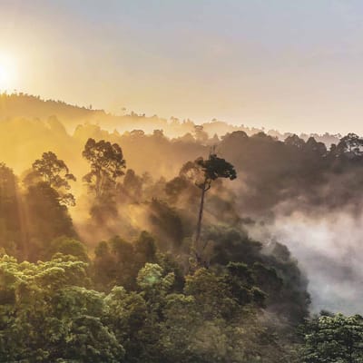 Borneo solopgang over juglen