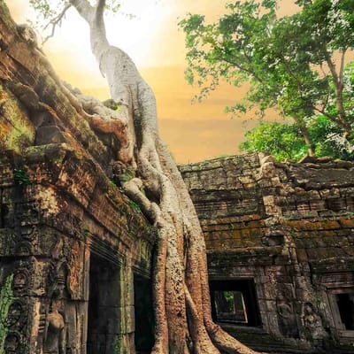 Cambodia, Siam Reap, Heldagstur Tempelbyen Angkor Wat, Tr&aelig;er