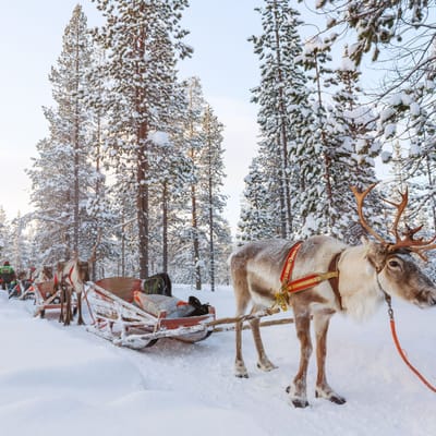 sneklkædte træer og rensdyr slædetur-lapland