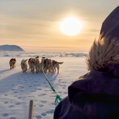Gr&oslash;nland hundesl&aelig;de solnedgang