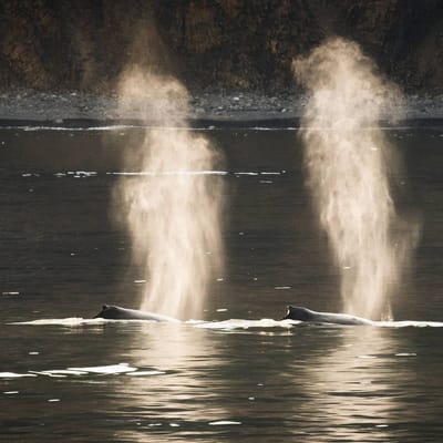 Gr&oslash;nland, Ilulissat, Diskobugten, Hvaler, Hvalsafari, Udflugt, Natur