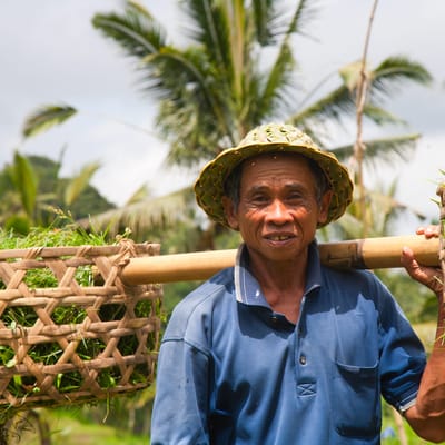 Indonesien Bali Ubud Essensen Af Ubud, Lokal B&aelig;rer P&aring; Afgr&oslash;der