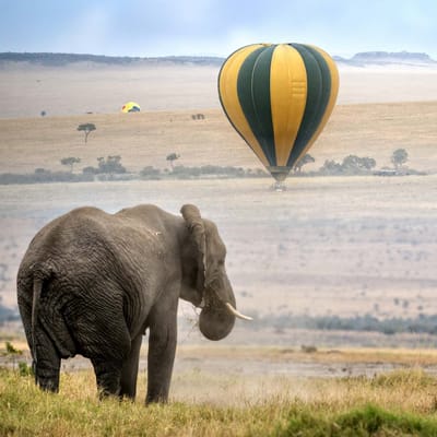 elefant der st&aring;r p&aring; savannen og ser p&aring; luftballoner