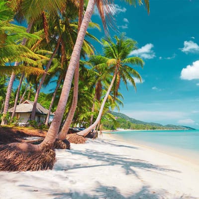 skøn strand med palmer koh samui thailand