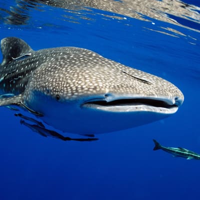 Rejser til Maldiverne, Centara Grand Island Resort & Spa, snorkeling