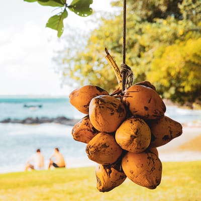 mauritius haengende kokosnoedder strand på