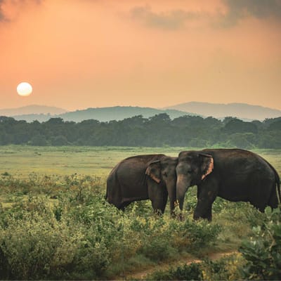 Sri Lanka Profil Rejser