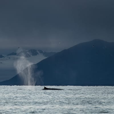 Svalbard sightseeing arktisk fjordcruise whales blowing foto thomas griesbeck scaled