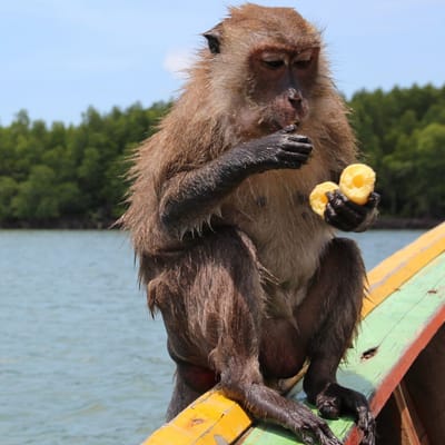 abe sidder p&aring; r&aelig;ling af b&aring;d i mangroven koh lanta thailand