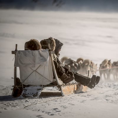 Gr&oslash;nland, Sisimiut, Hundesl&aelig;de i solnedgang, kredit Visit Greenland