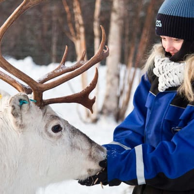 Finland, Finske Lapland Wilderness Hotel, Rensdyr, Gæster Fodre Rensdyr, Vinter, Sne