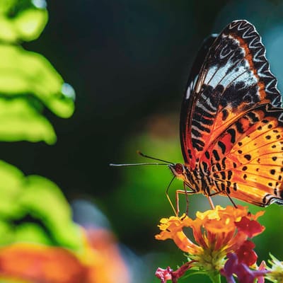 Malaysia east asian leopard lacewing sommerfugl skov