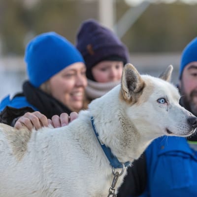 Norge Malangen Resort Husky Family