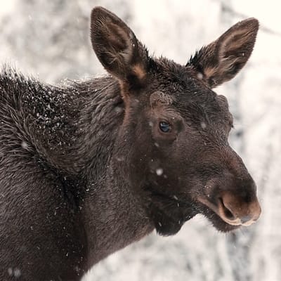 Sverige Lapland Arctic Bath Moose