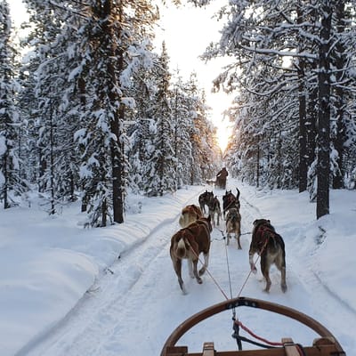 Sverige Lapland fjellborg arctic journeys forest1 ishotel hundeslædetur overnatning
