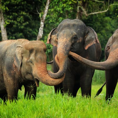 Thailand, Khao Sok, Elephant Hills, Elephants home
