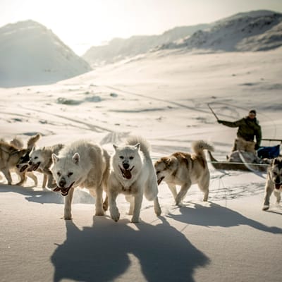 Gr&oslash;nland Ulloriaq Driving His Sled Dogs Near Sisimiut In Greenland kredit visit greenland
