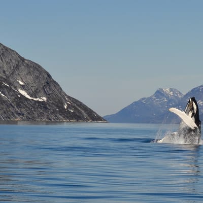 Gr&oslash;nland nuuk pukkelhval nuuk fjord foto klaus eugenius greenland
