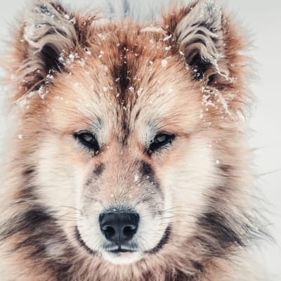 Grønland groenlandsk hund foto kredit norris niman greenland scaled