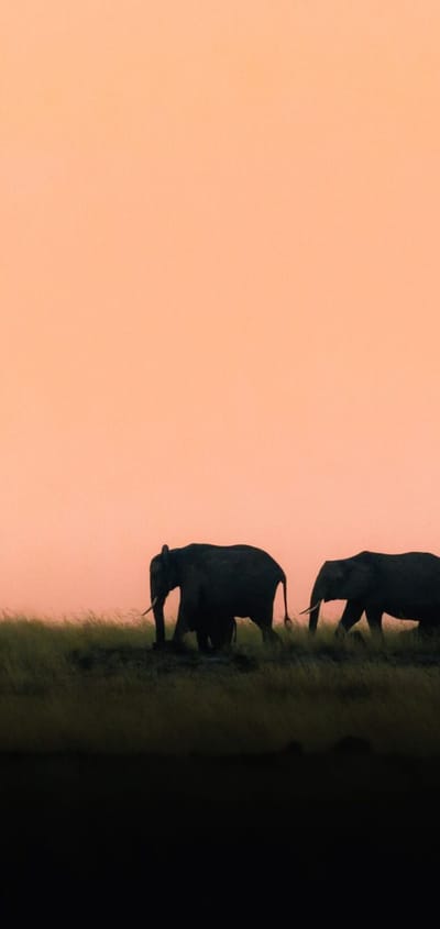 afrika elefant scaled