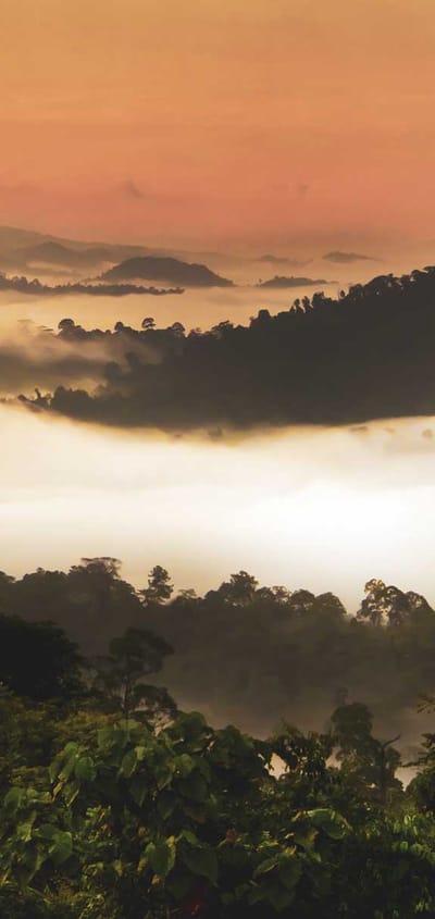 Borneo sabah danum dalen