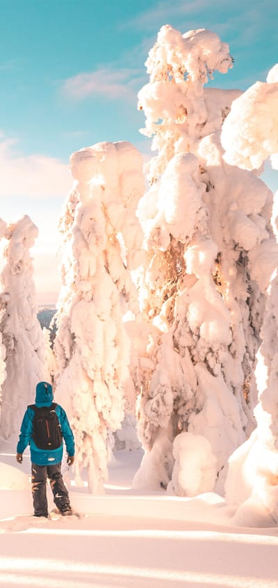 finland Lapland snelandskab med tildaekket traeer scaled