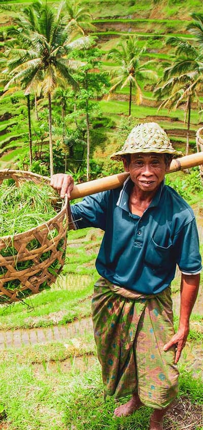 risbonde p&aring; Bali