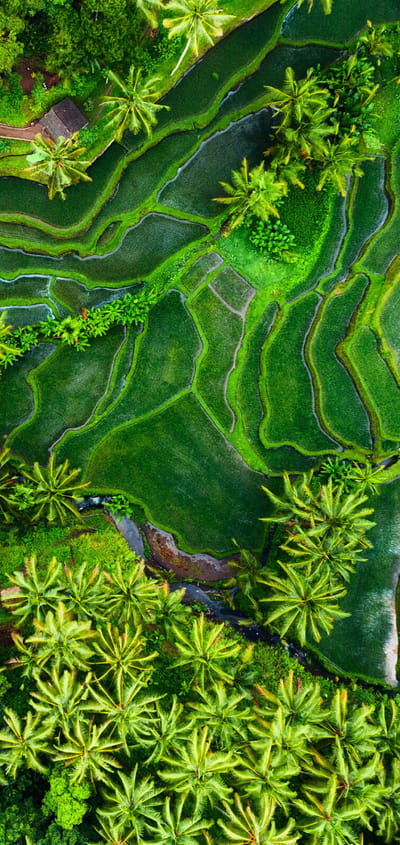 Indonesien Bali rismark flod