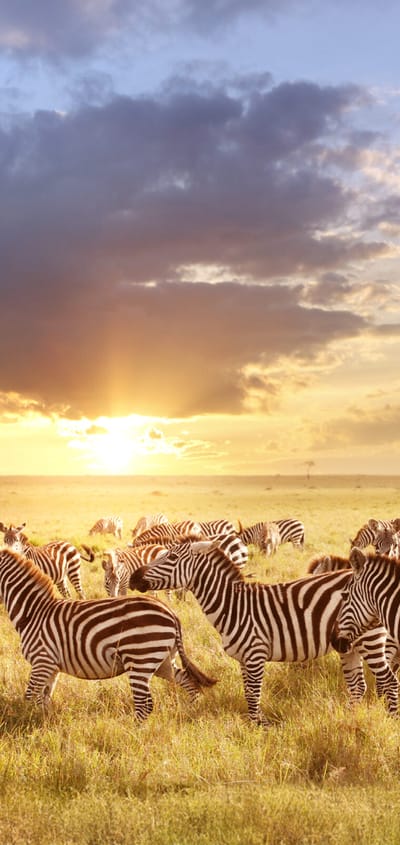 zebrar p&aring; svannen i Kenya