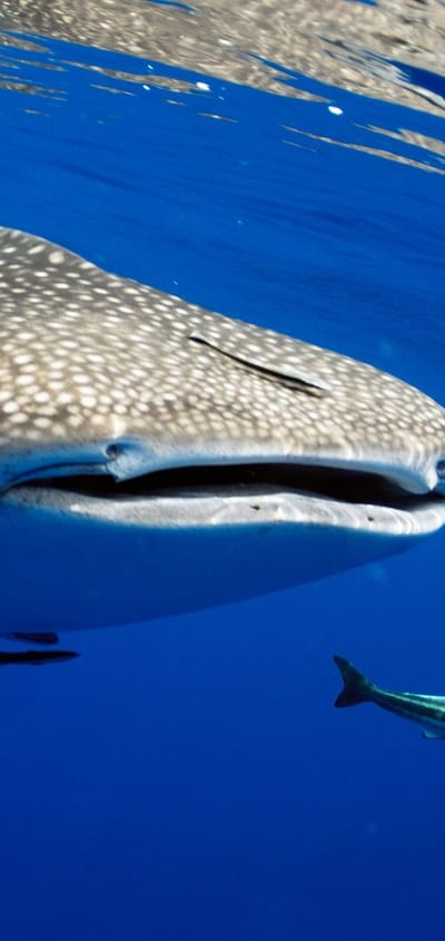 Rejser til Maldiverne, Centara Grand Island Resort & Spa, snorkeling