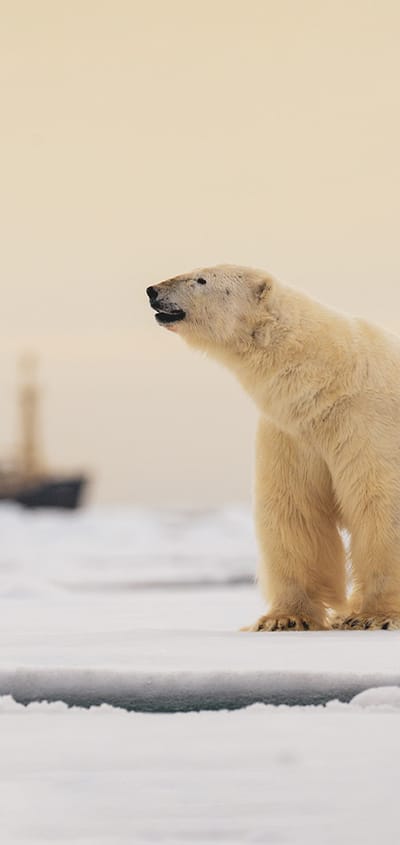 Svalbard isbjoern staar isflage med skib baggrunden p&aring;