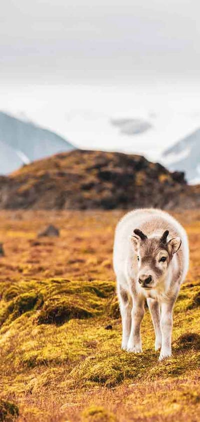 Svalbard, Rensdyr der græsser