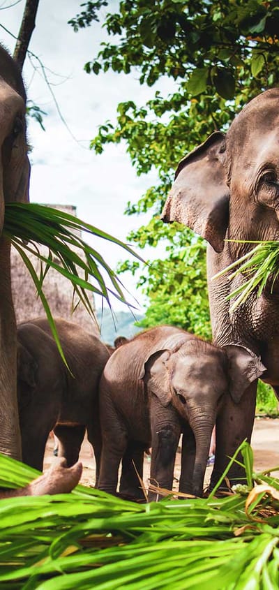 elefanter-i-thailand-i-elephant-hills