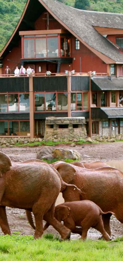 Kenya Aberdare The Ark Elephants In Front
