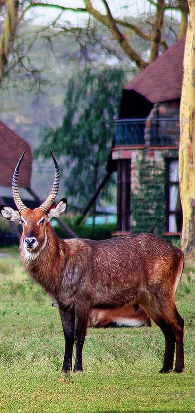 Kenya Lake Naivasha Sopa Lodge Visitors