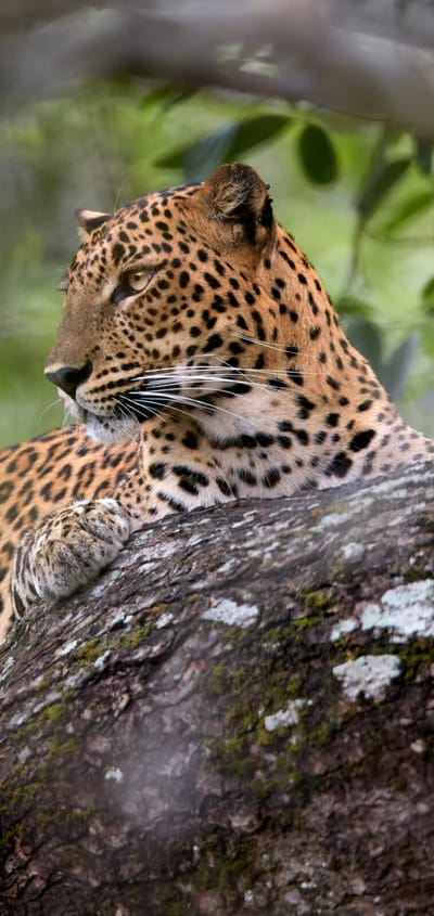 sri lanka leopard trae scaled